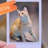 【猫咖Vlog】【橘猫】B站最爱运动、最能蹦跶、最苗条的橘猫