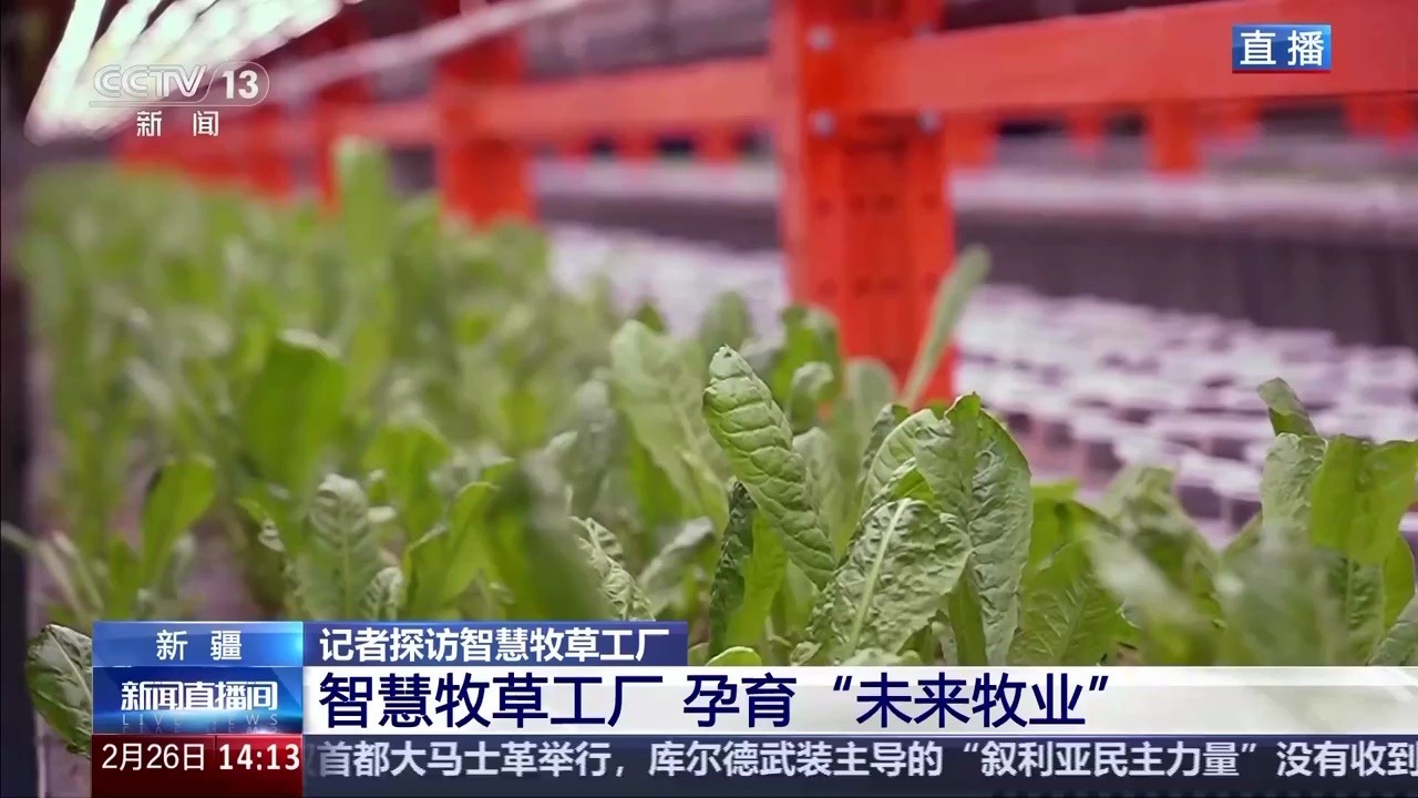 “航天育种+生物育种+人工智能”组合孕育“未来牧业”_凤凰网资讯_凤凰网