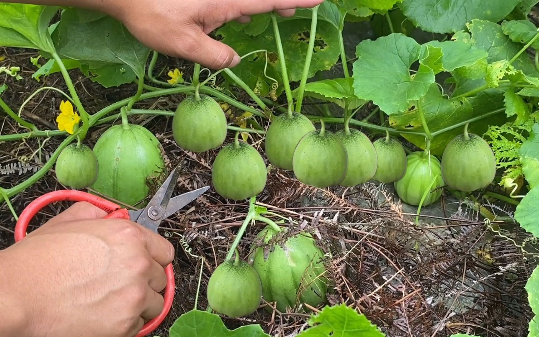 1颗香瓜苗要结15-16个大香瓜，修剪施肥很重要，方法简单一学就会