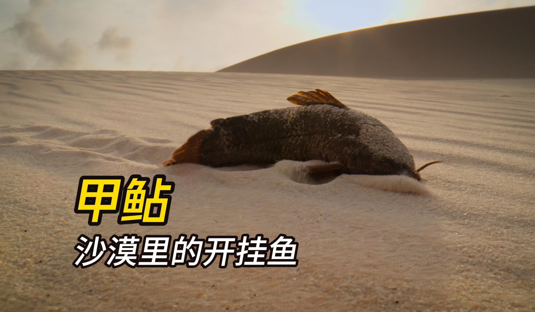 炎热干旱的沙漠里 出现了两个颠覆认知的物种 一个鱼 一个乌龟