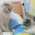 两只小猫咪为了霸占主人床上的地盘搞笑对话