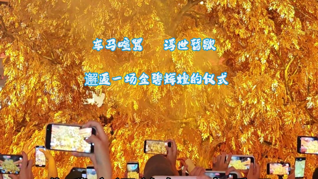 永利皇宫发财树完整版