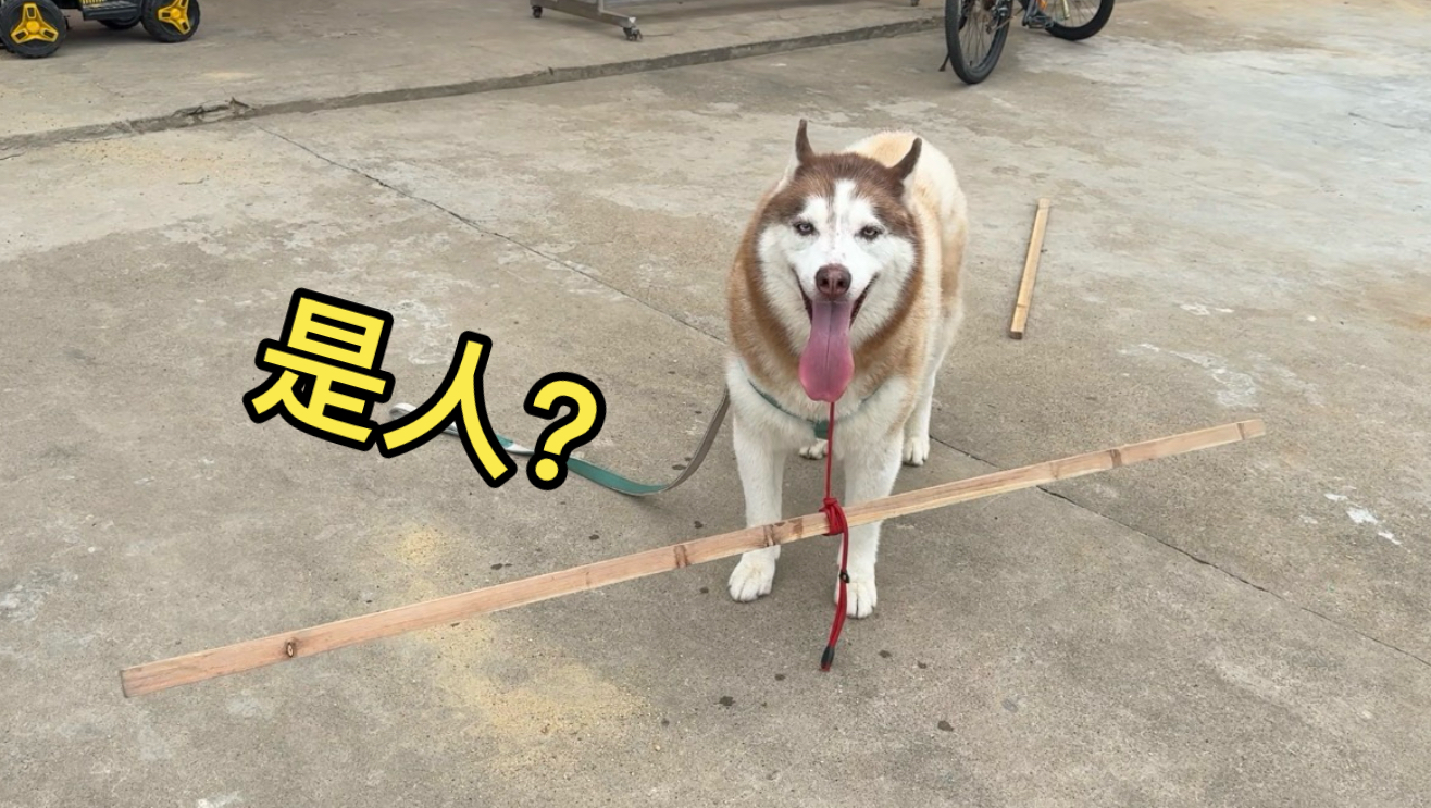 二哈又越狱了，给它装上限速器，看看效果怎样？