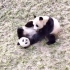 两只大熊猫开心的玩耍，什么时候才能人手一只啊？