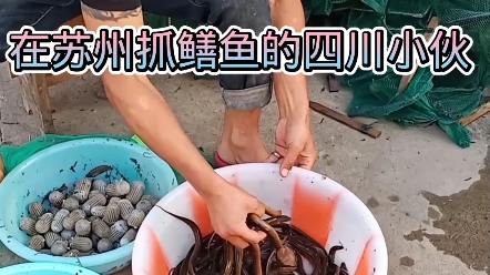 一个四川小伙在苏州逮鱼摸虾