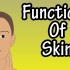 皮肤的功能  | 双语字幕 | 医学动画 | 医学英语