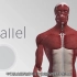 健身常识-3D演示肌肉系统