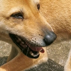 嘤嘤怪