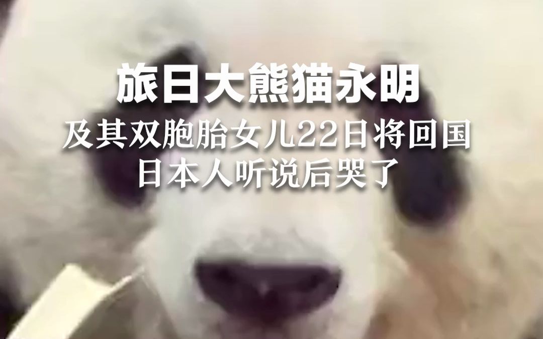 旅日大熊猫永明及其双胞胎女儿22日将回国，日本人听说后哭了