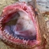 小斗赶海抓到海老鼠，顺着海水又捡到牙齿锋利的安康鱼，真过瘾