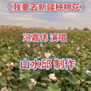 完整版《我要去新疆种棉花