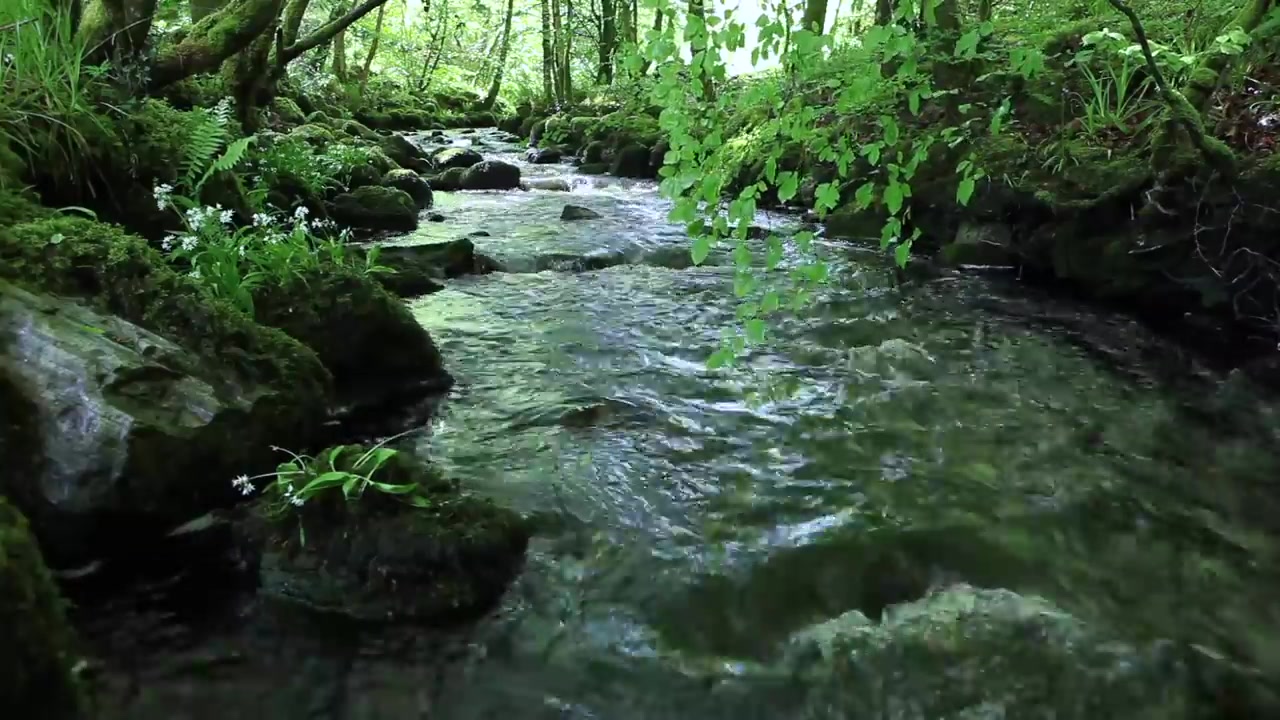 【自然&放松】森林流水与鸟声Nature Sounds of a Forest for Relaxing