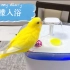 虎皮鹦鹉柠檬 | 小鸟在热辣辣的夏天洗个痛快的澡