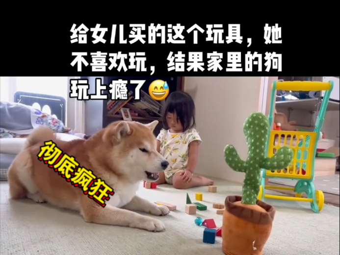 狗子玩仙人掌玩具