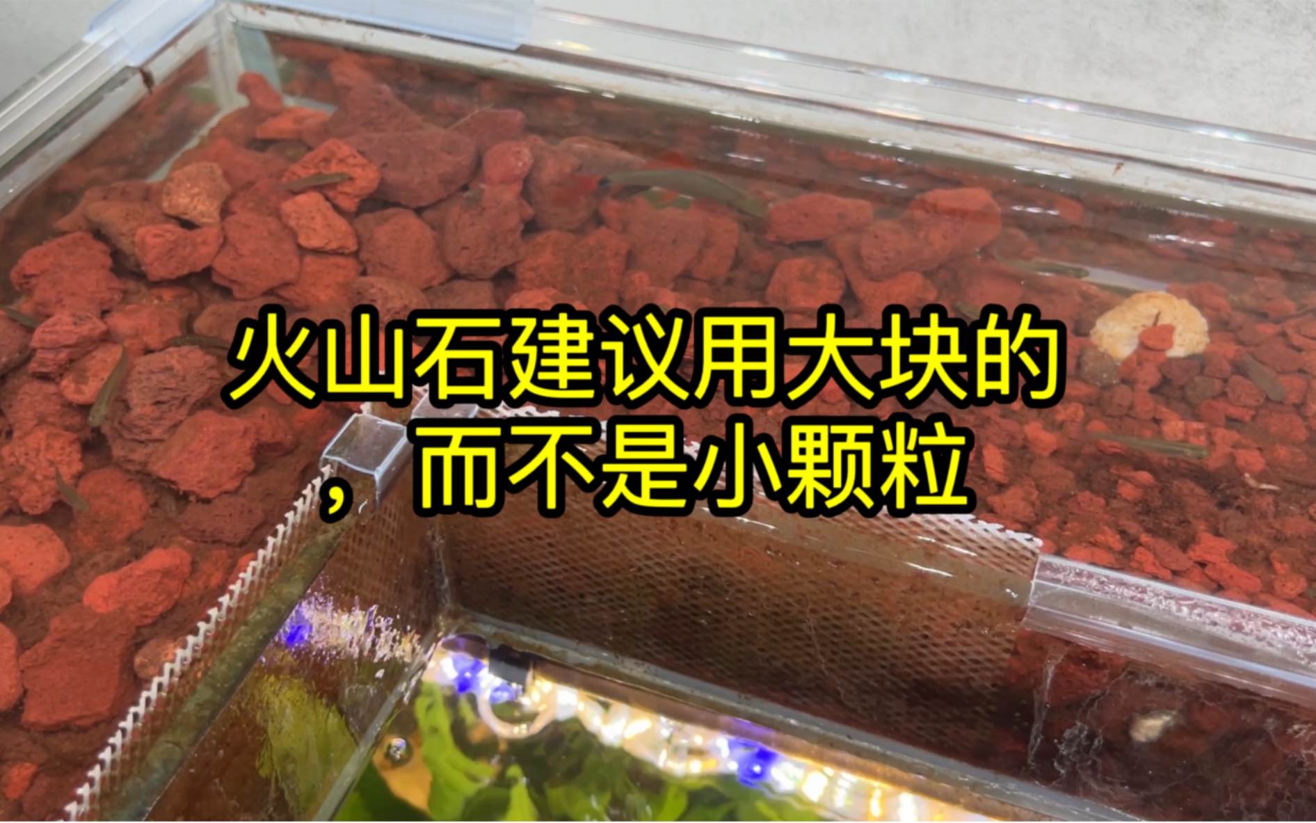 鱼缸别再用几毫米火山石了，买几厘米大块的吧，效果更好还方便清洗