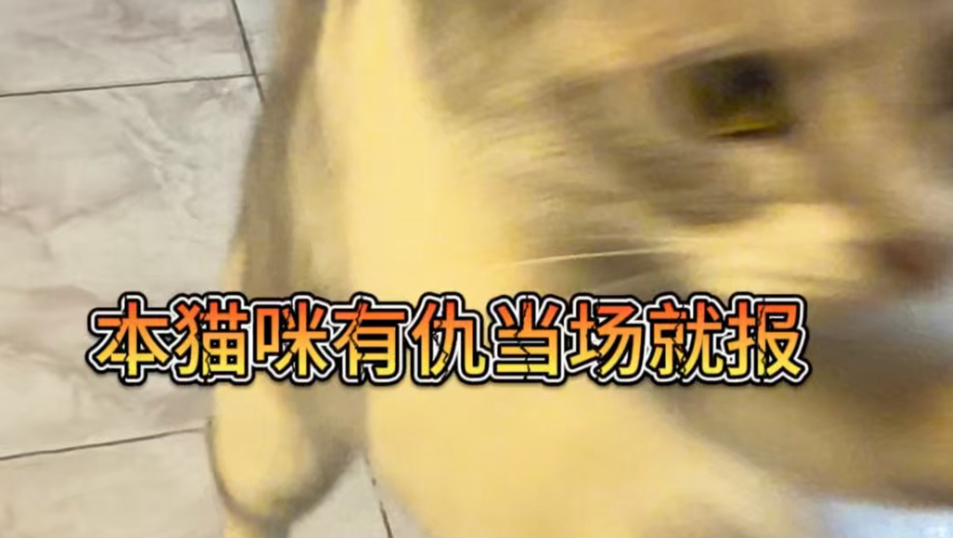 本猫咪有仇当场就报，绝不留过夜！