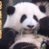 大熊猫和花：你愿意带上竹笋来看吗？