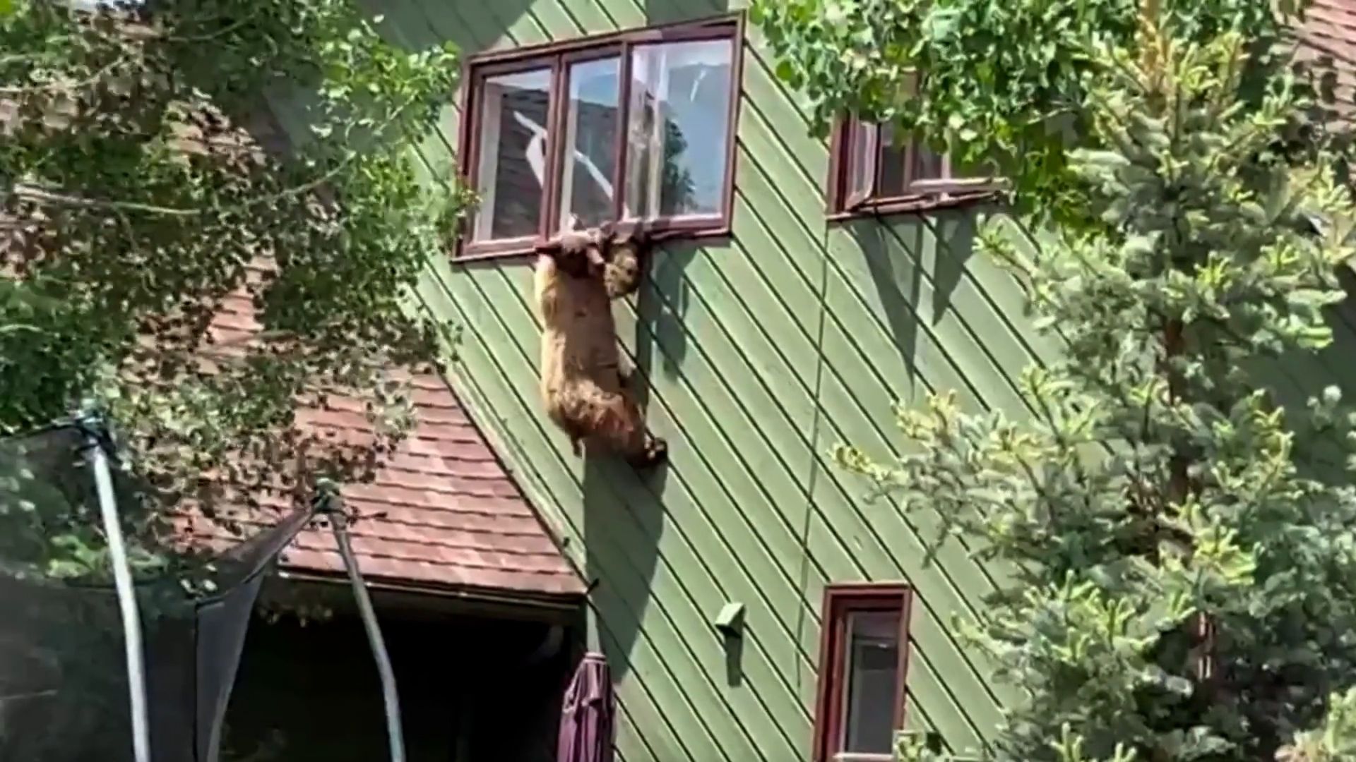 熊出没！美国一熊翻窗闯民宅偷吃排骨 饱餐后发现窗户太高下楼难