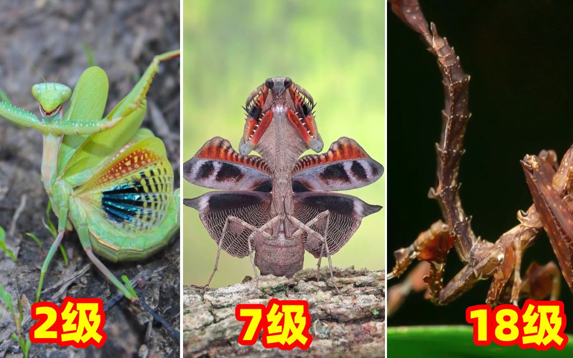 如果螳螂有等级，那么你见过多少级螳螂？