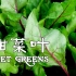 甜菜叶BEET GREENS 最有营养、最值得种植和食用的蔬菜之一，我的减脂功臣