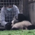 【一家三口，争着做按摩】园方解释饲养员跟熊猫亲热的理由：她们是跟小奇迹培养信任和感情，这样才能顺利进行体检和行为训练。萌
