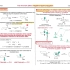 哈佛高等有机化学[Evans] 2-1 异头碳效应 & 富电子超共轭的系列问题