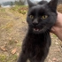 我被一只黑猫跟踪了