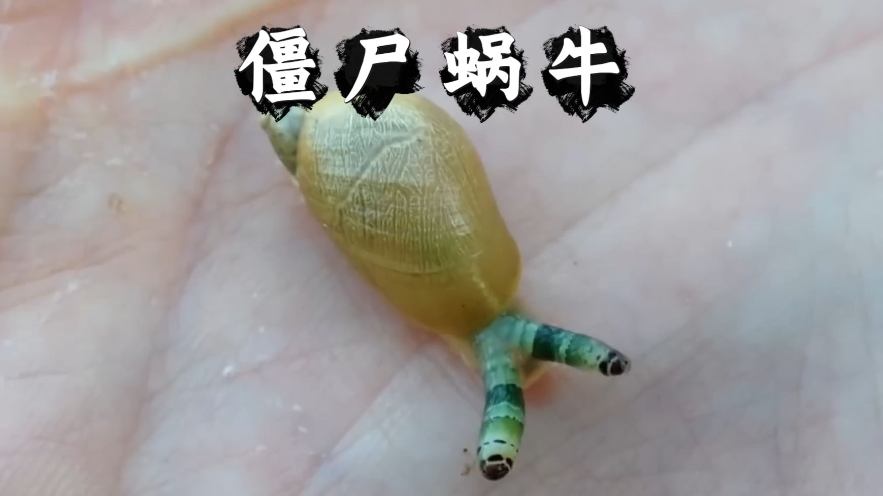 如果你看到一只蜗牛在跳舞，它已经被夺舍了！