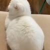 这么可爱的猫猫，确定不来带我回家吗