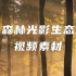 森林光影生态视频素材【VJshi视频素材】