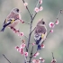 野外实拍梅花树上的金翅雀，鸟语花香金翅雀叫声