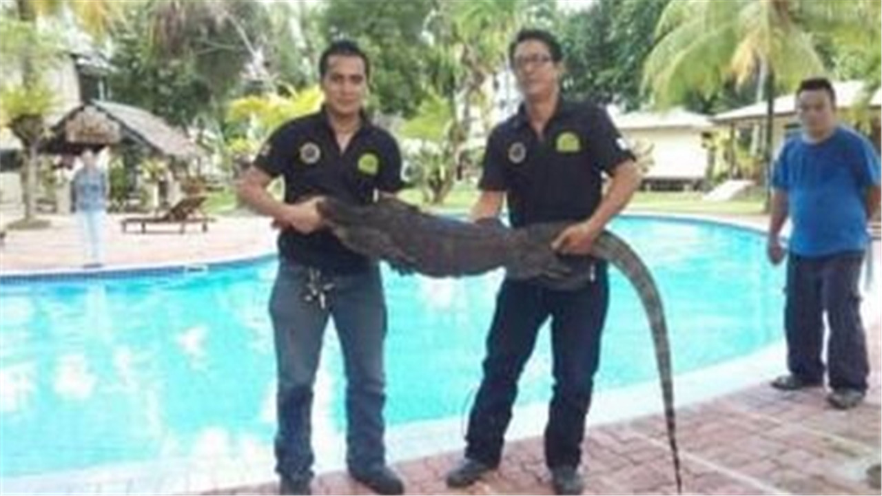 世界最大的壁虎,体长40厘米,看着好吓人
