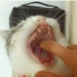【半半】在猫打哈欠时把手指伸进它嘴里的后果……
