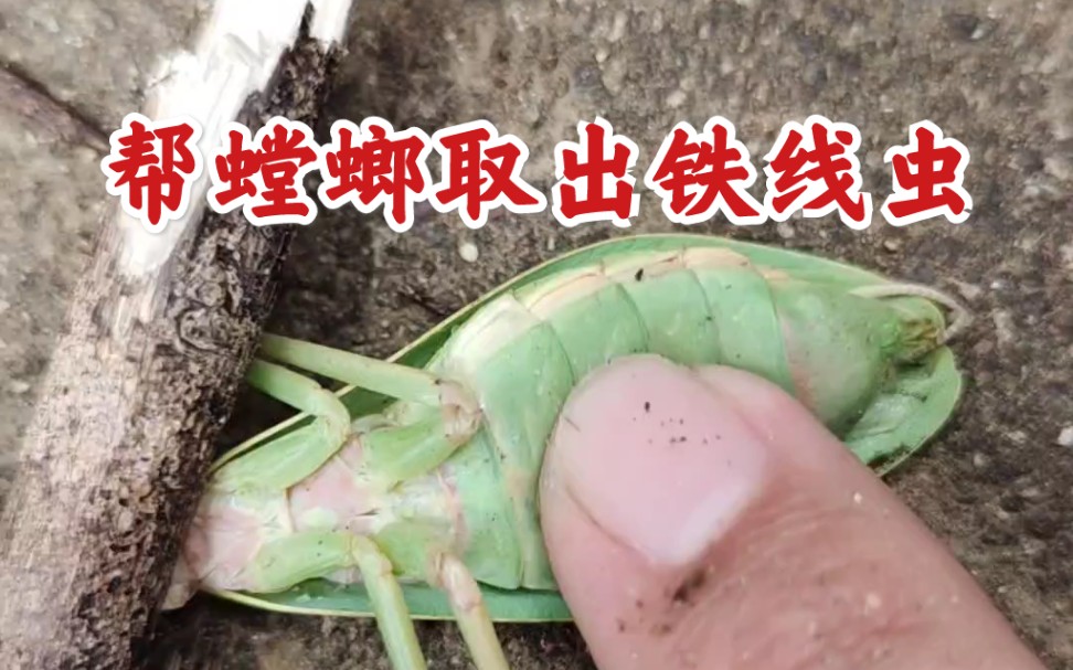 大家怎么看：【铁线虫】从螳螂肚子里取出一条黑色的铁线虫，然后用火把寄生虫消灭了！[第1次]的第1张示图