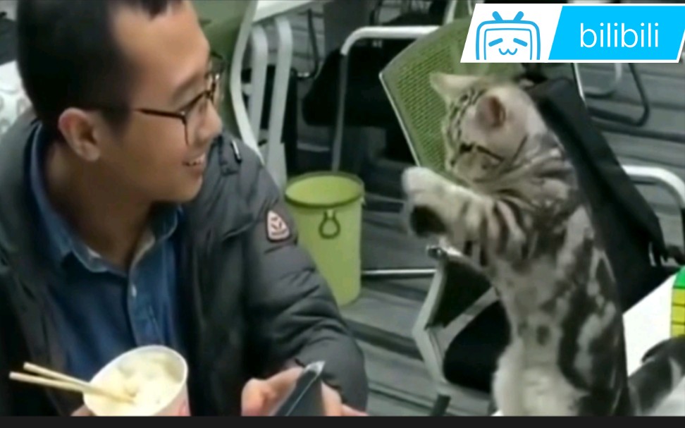 女同事把猫带到公司，吃饭的时候跑到小伙旁边要肉肉