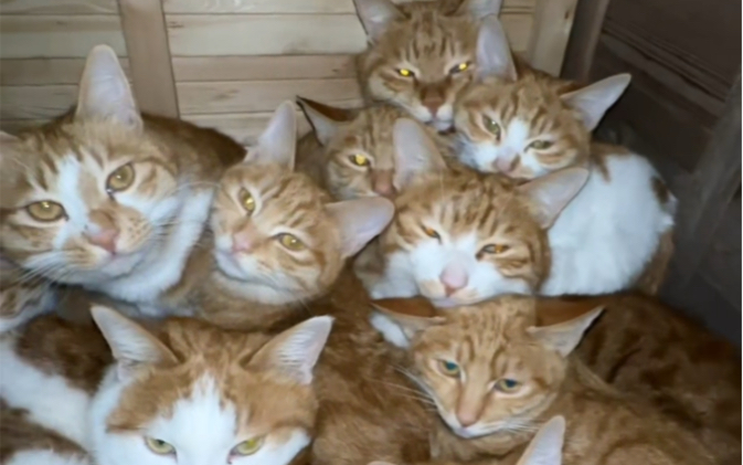 给小猫咪们制作温暖的暖气猫屋