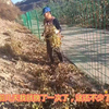 陕北大山人家，72岁老奶奶挽黑都豆，喂羊