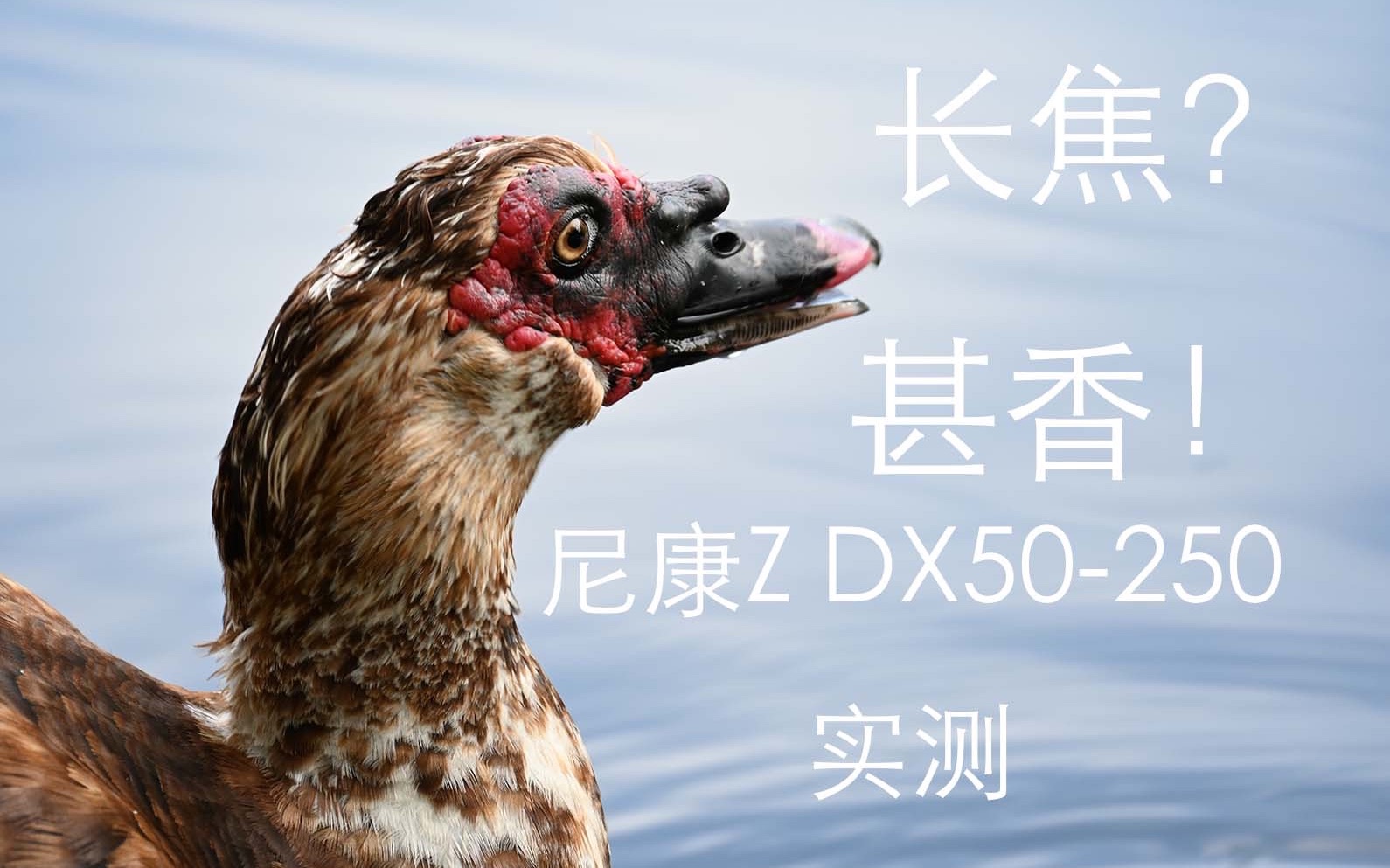 【尼康Z DX50-250实测】长焦？甚香！拍鸟拍飞机，长焦魅力你自知