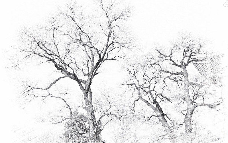 【Train】早春的树-我想我,终究不过是一棵树。