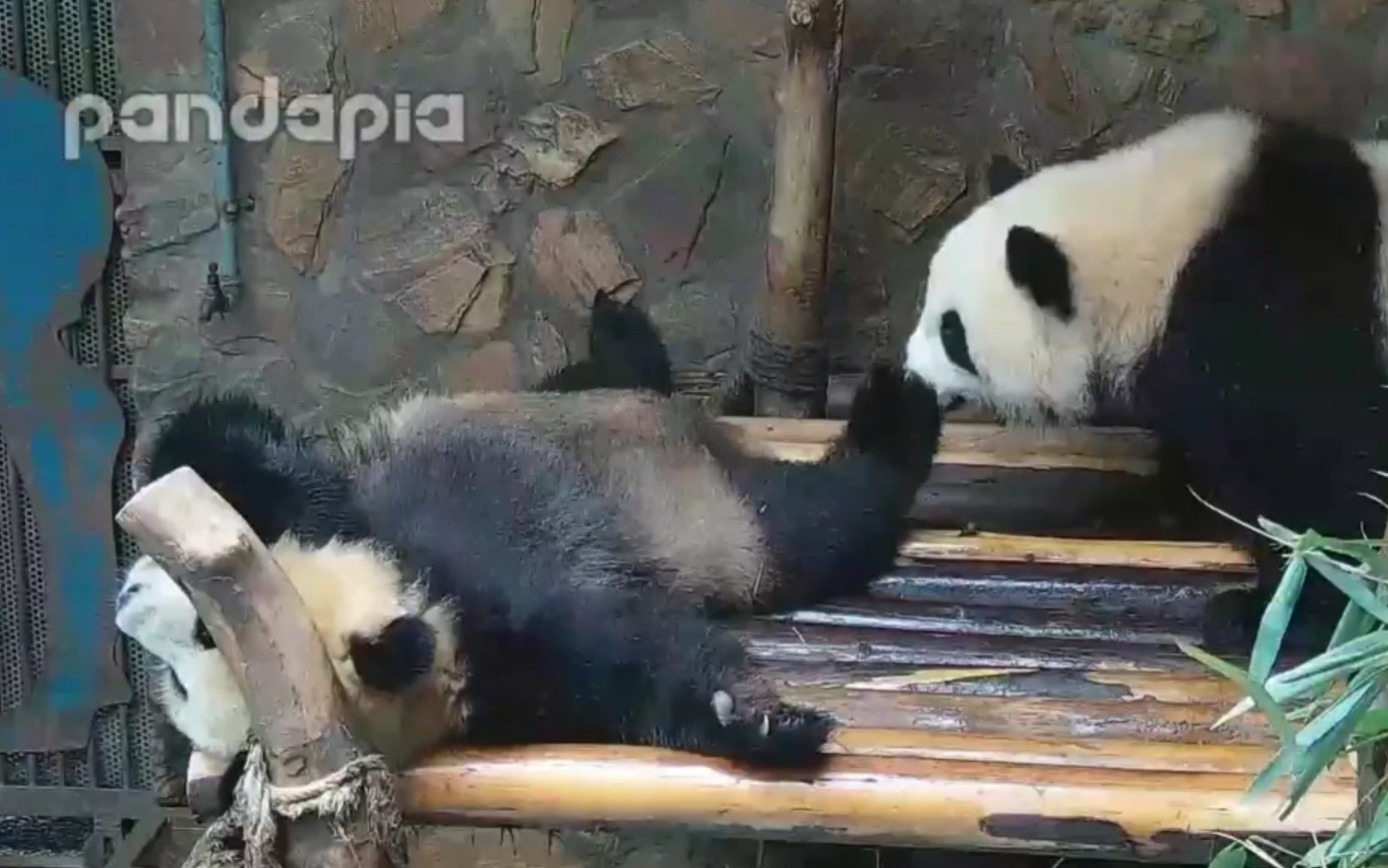 大熊猫毛豆豆哥回归直播镜头