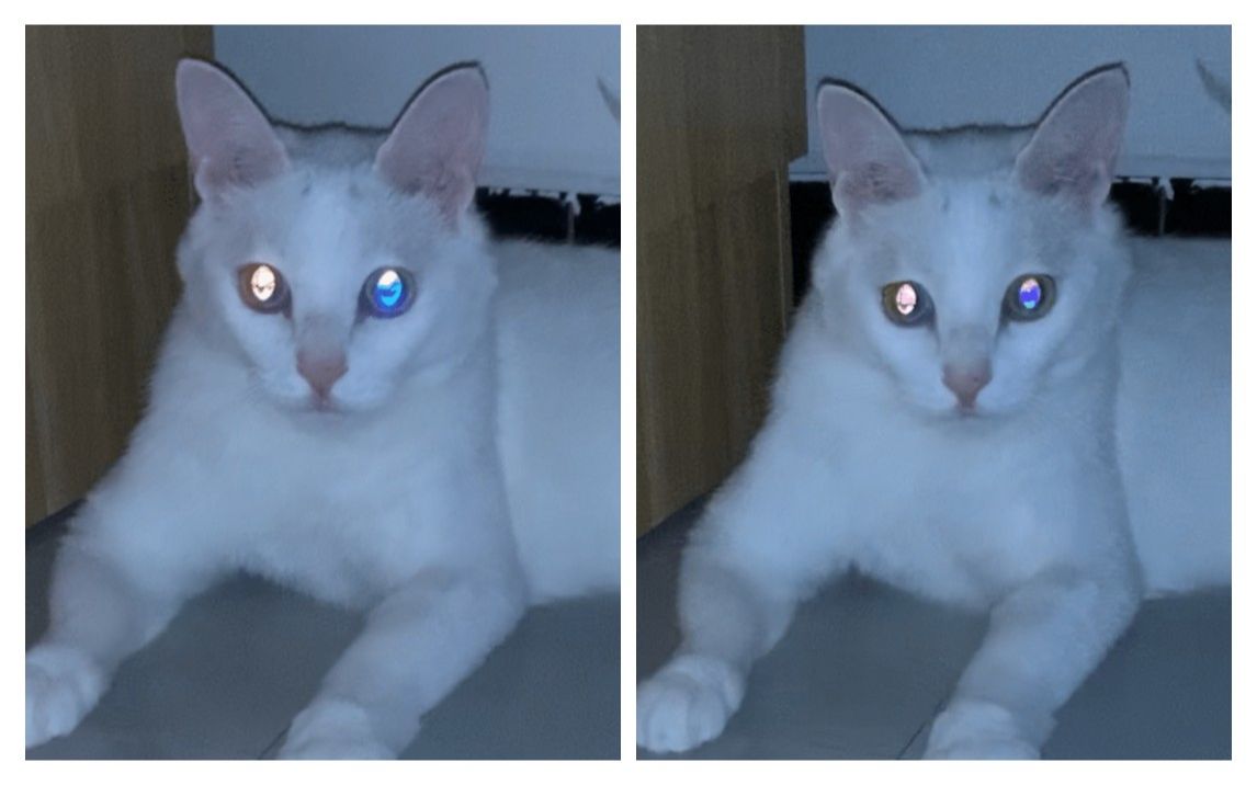 四色异瞳猫眼在晚上发什么光