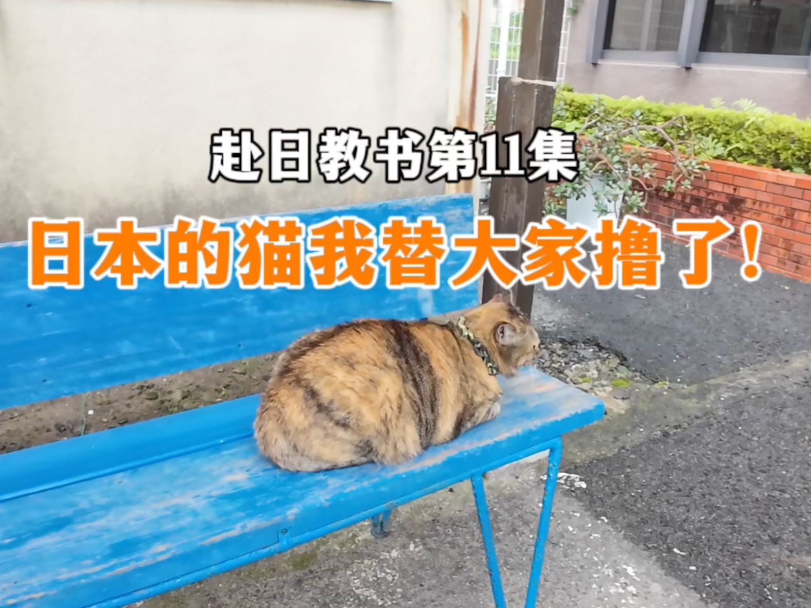 赴日教书第11集 | 日本的猫我替大家撸了！
