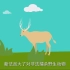 《中华人民共和国野生动物保护法》普法动画片