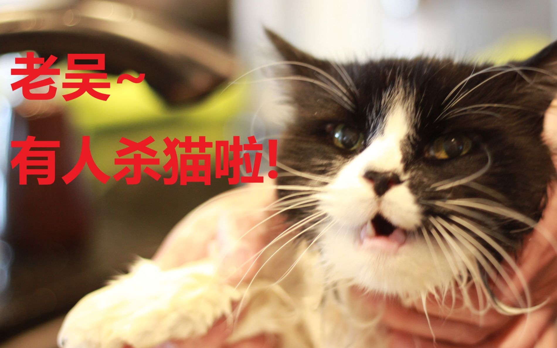 【沙雕宠物合集】老吴!杀猫有人管没人管啊