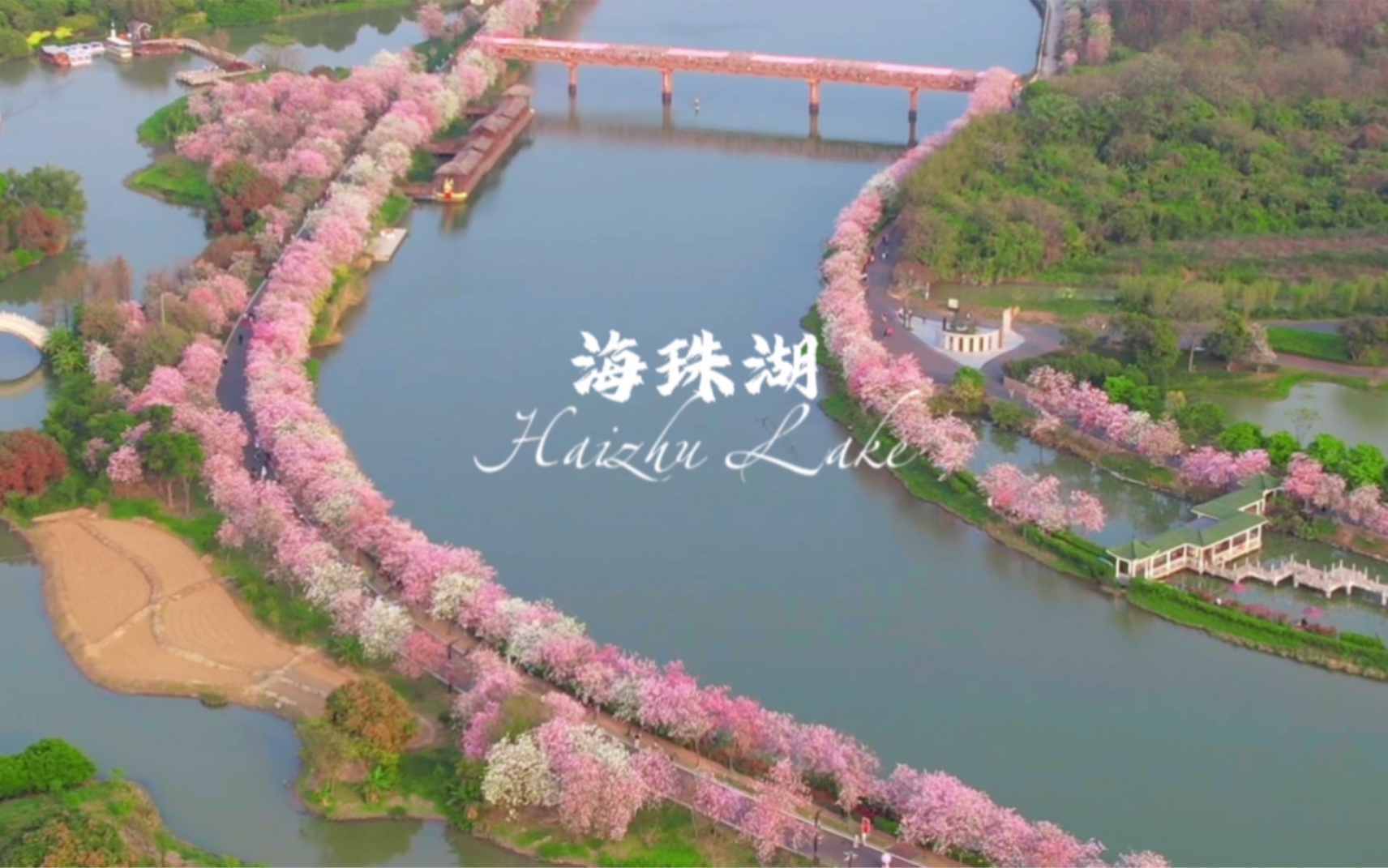 美到犯规！广州3.2公里的粉色长廊太浪漫了…