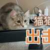 西伯利亚森林猫｜猫猫虫，出击