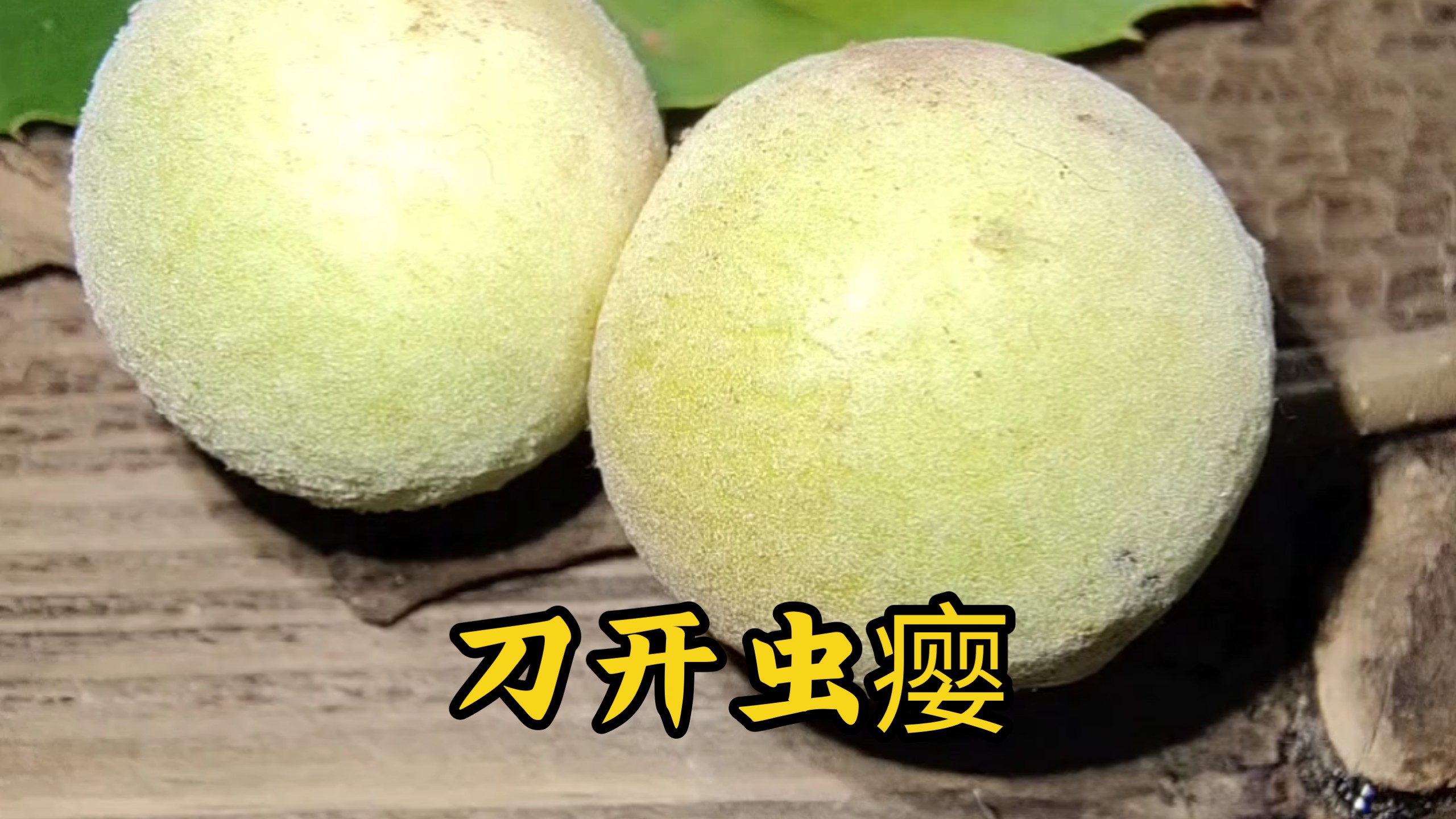 这个虫瘿里藏着肥美的瘿蜂幼虫