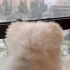 纪念定春狗生第一次看雪~~很显然老母亲更激动一些。。。