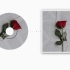 红玫瑰（Cover：陈奕迅）