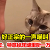 好正宗的一声喵叫！网友：特意掉床缝里听一万遍